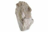 Bargain, Partially Enrolled Asaphus Trilobite - Russia #363247-1